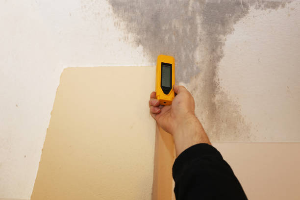 Professional Mold Inspection, Removal & Remediation in Wendell, ID